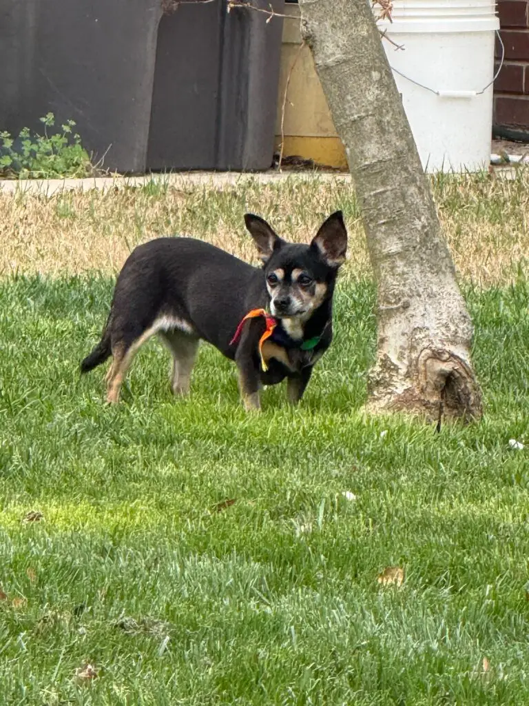 Bella